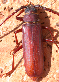 Brown Prionid